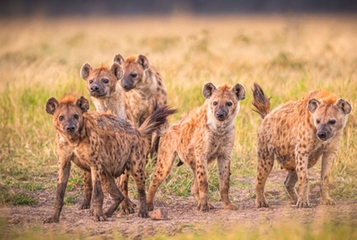 Major Travel Safari And Beach Offer